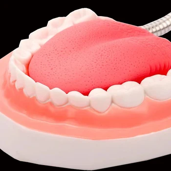 Didelio Dantų Anatomijos Modelis 6 Kartus Dantų Higiena Dantų Modeliai Stomatologas Mokymo Burnos Priežiūros Modelis su Nuimamu Liežuvio Naujas