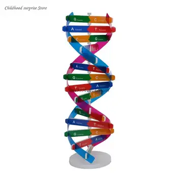 Montessori Blokuoti Mokymosi Išteklių DNR Struktūrą Įspūdį Jutimo Krovimas Žmogaus Genų Modelis Asamblėjos Mokslo Žaislas Dropship
