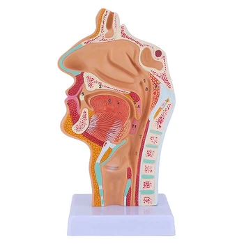 2X Nosies Ertmę, Gerklės Anatomija Modelį, Žmogaus Anatomijos, Ryklėje, Gerklose Modelis Studentų Studijų Mokymo Ekranas