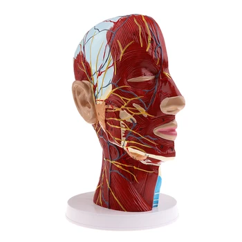 Žmogaus Galvos Modelis pasižymi Pusę Galvos, Raumenų, Venų, Arterijų, Eksponuotos, Sinusų, Smegenų ir Stuburo